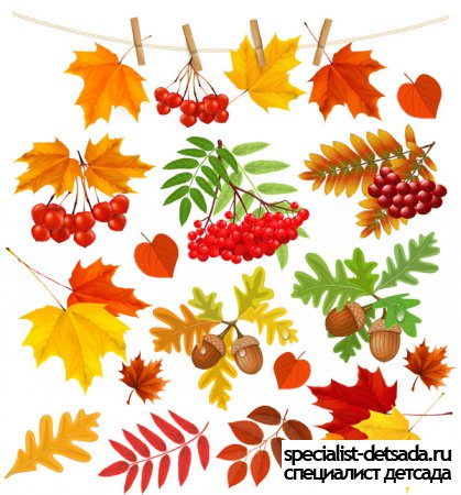 Клипарт на прозрачном фоне - Осенние листья, рябина, желуди