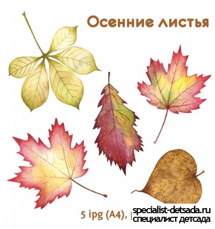 Осенние листья для оформления группы музыкального зала
